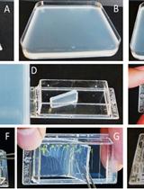 Real-time Analysis of Lateral Root Organogenesis in Arabidopsis