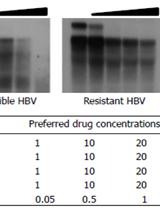 <EM>In vitro</EM> Drug Susceptibility Assay for HBV Using Southern Blotting