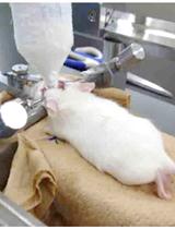 ELISA Detection of Endogenous Serum Albumin in the Mouse Brain: A Measure of Extravasation Following Brain Injury