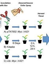 The Use of a Dexamethasone-inducible System to Synchronize Xa21 Expression to Study Rice Immunity