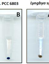 Measurement of Chlorophyll a and Carotenoids Concentration in Cyanobacteria