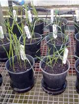 MIFE Technique-based Screening for Mesophyll K<sup>+</sup> Retention for Crop Breeding for Salinity Tolerance
