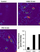 A Protocol to Measure the Cytoplasmic Calcium in <em>Arabidopsis</em> Guard Cells
