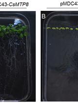 An Assay to Test Manganese Tolerance in Arabidopsis