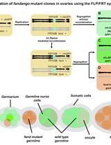 果蝇种系中有丝分裂重组的FLP/FRT诱导