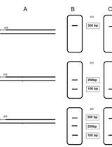 Fluorescence-based CAPS Multiplex Genotyping on Capillary Electrophoresis Systems