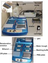 Pyrosequencing Approach for SNP Genotyping in Plants Using a M13 Biotinylated Primer