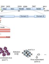 Determining the Relative Fitness Score of Mutant Viruses in a Population Using Illumina Paired-end Sequencing and Regression Analysis 