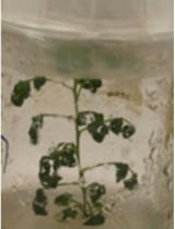 Transient Transformation of Artemisia annua