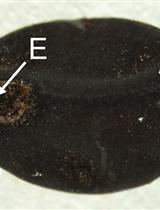 Plant Materials and Growth Conditions of Japanese Morning Glory (Ipomoea nil cv. Violet)