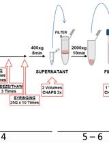 Isolation of Particles of Recombinant ASC and NLRP3