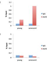RNA-binding Protein Immunoprecipitation (RIP) to Examine AUF1 Binding to Senescence-Associated Secretory Phenotype (SASP) Factor mRNA