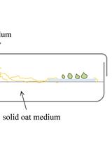 Establishment of a Symbiotic in vitro System between a Green Meadow Orchid and a Rhizoctonia-like Fungus