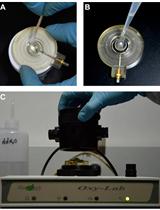 Measurement of Mitochondrial Respiration Rate in Maize (Zea mays) Leaves