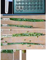 Determination of the Developmental Origin of Seeds Containing Endosperm Using Flow Cytometric Analysis