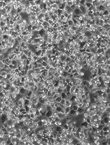 Dictyostelium Cultivation, Transfection, Microscopy and Fractionation