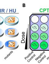 DNA Damage Sensitivity Assays in Caenorhabditis elegans