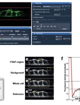 FRAP Analysis of LET-23::GFP in the Vulval Epithelial Cells of Living Caenorhabditis elegans Larvae