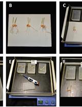 Measurement of Net High-affinity Urea Uptake in Maize Plants