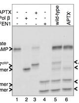 Enzymatic Activity Assays for Base Excision Repair Enzymes in Cell Extracts from Vertebrate Cells