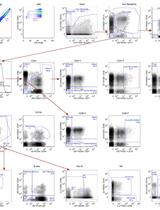 Cytokine-stimulated Phosphoflow of PBMC Using CyTOF Mass Cytometry