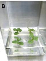 在龙胆越冬芽及越冬苗上体外施加龙胆二糖