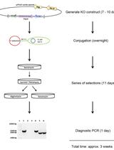 Generating Isogenic Deletions (Knockouts) in Francisella tularensis, a Highly-infectious and Fastidious Gram-negative Bacterium