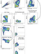 Ex vivo Human Natural Killer (NK) Cell Stimulation and Intracellular IFNγ and CD107a Cytokine Staining