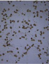 Analysis of Sugar Component of a Hot Water Extract from Arabidopsis thaliana Pollen Tubes Using GC-EI-MS