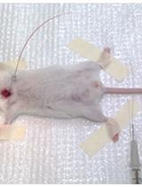 Two-event Transfusion-related Acute Lung Injury Mouse Model