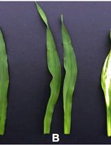 Virus-induced Gene Silencing (VIGS) in Barley Seedling Leaves