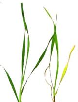 大麦中镰刀菌属苗枯病（FSB）和镰刀菌属赤霉病（FHB）严重性的目测评估