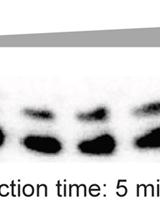 Mismatched Primer Extension Assays