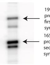 Primer Extension Reactions for the PCR- based α- complementation Assay