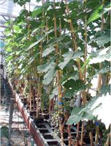 Development and Implementation of an in vitro Culture System for Intact Detached Grape Berries