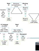 A Simple Protocol for the Immunolabelling of Arabidopsis Pollen Tube Membranes and Cell Wall Polymers