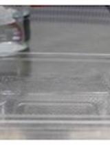 哈茨木霉在拟南芥中的根部定植