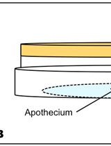 地衣型真菌肺衣（地卷目、子囊菌门）菌丝体的无菌培养