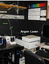 Confocal Imaging of Myeloid Cells in the Corneal Stroma of Live Mice