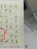 A Chemical Genetic Screening Procedure for Arabidopsis thaliana Seedlings