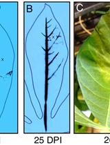 Assays to Assess Virulence of Xanthomonas axonopodis pv. manihotis on Cassava 