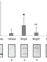 In vitro DNA Protection Assay Using Oxidative Stress
