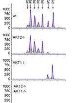 Nanofluidic Proteomic Immunoassay