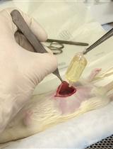 在大鼠中通过腹膜的透析膜腔体灌输培养生成哺乳类动物特异性的肾脏钩端螺旋体