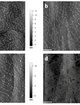 Atomic Force Microscopy (AFM) Analysis of Cell Wall Structural Glycoproteins in vitro