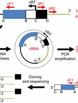 Circular RT-PCR Assay Using Arabidopsis Samples