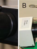 Chlorophyll Fluorescence Measurements in Arabidopsis Wild-type and Photosystem II Mutant Leaves