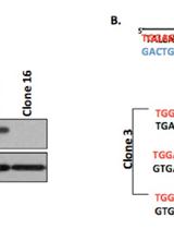 A Simple Method to Generate Gene Knockout Clones in Human Cells Using Transcription Activator-Like Effector Nuclease (TALEN)