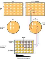 Large-scale Phenotypic Profiling of Gene Deletion Mutants in Candida glabrata