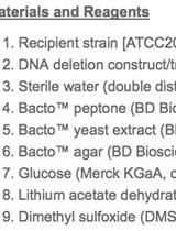 Genetic Transformation of Candida glabrata by Heat Shock